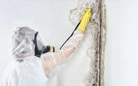 Best Residential Mold Inspection & Testing  in Vincent, AL